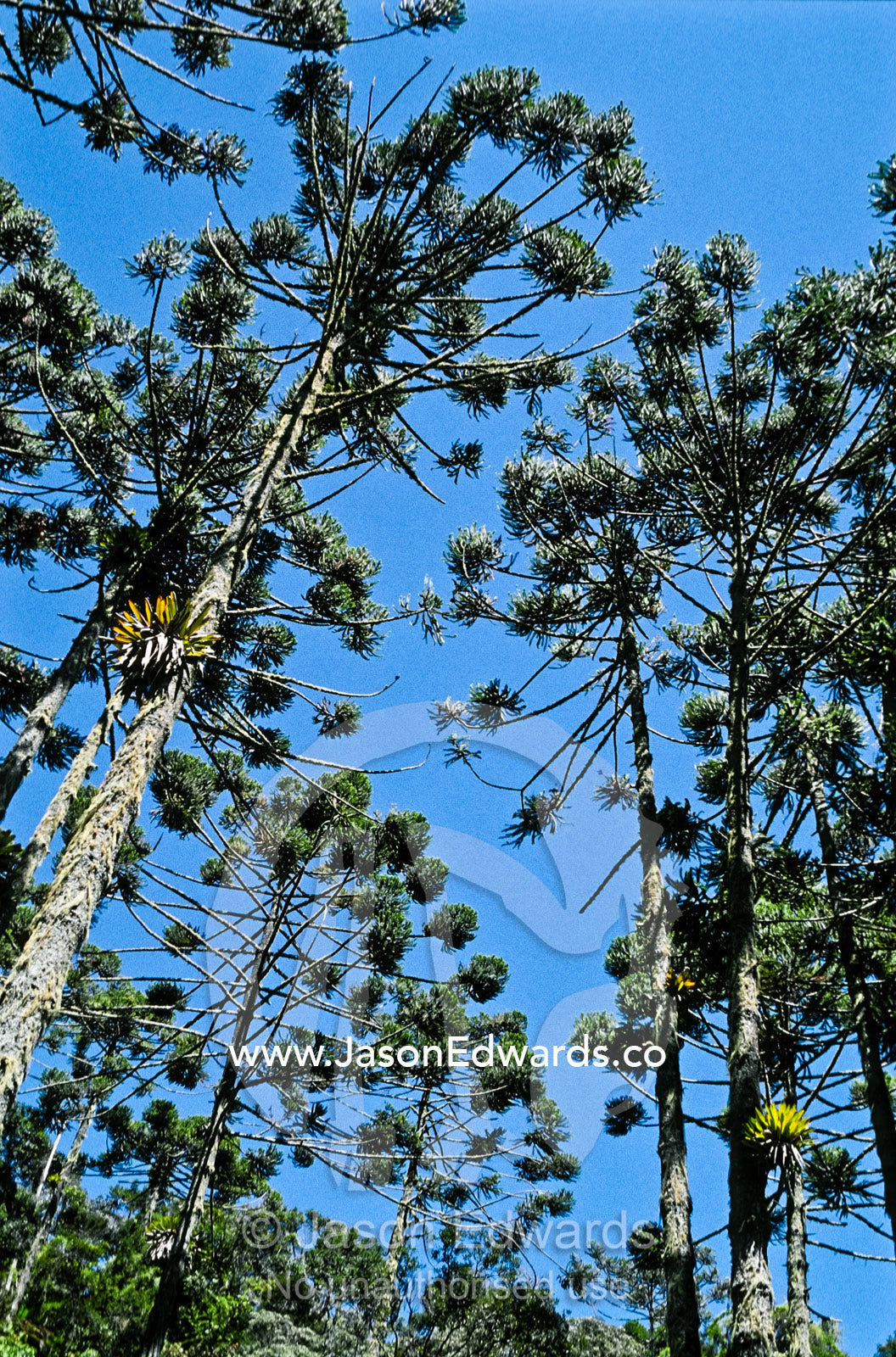 A stand of ancient Araucaria trees rise from a Mata Atlantica Forest. Parque Nacional da Serra da Bocaina, Brasil.