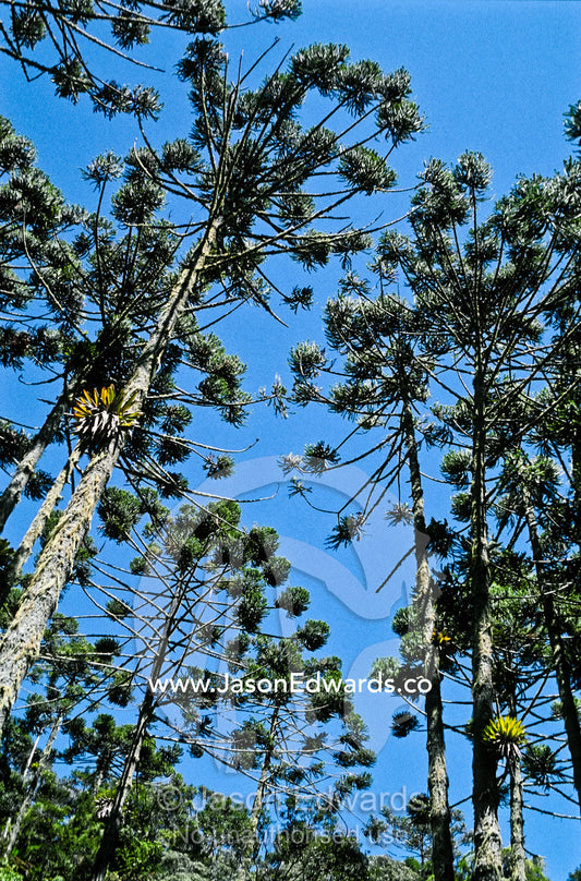 A stand of ancient Araucaria trees rise from a Mata Atlantica Forest. Parque Nacional da Serra da Bocaina, Brasil.