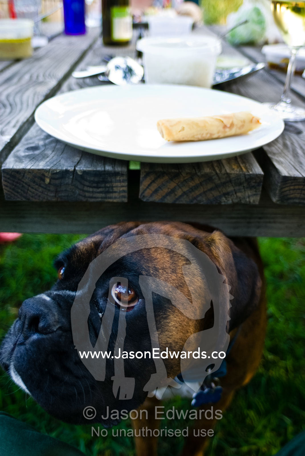 A hungry Boxer sneaks under a dining table to steal food from a plate. East Malvern, Victoria, Australia.