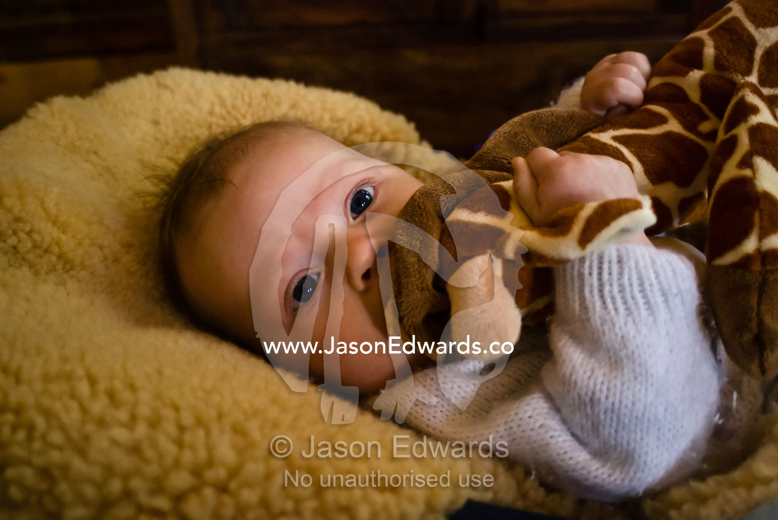 A small baby chews on a soft toy giraffe. North Carlton, Victoria, Australia.