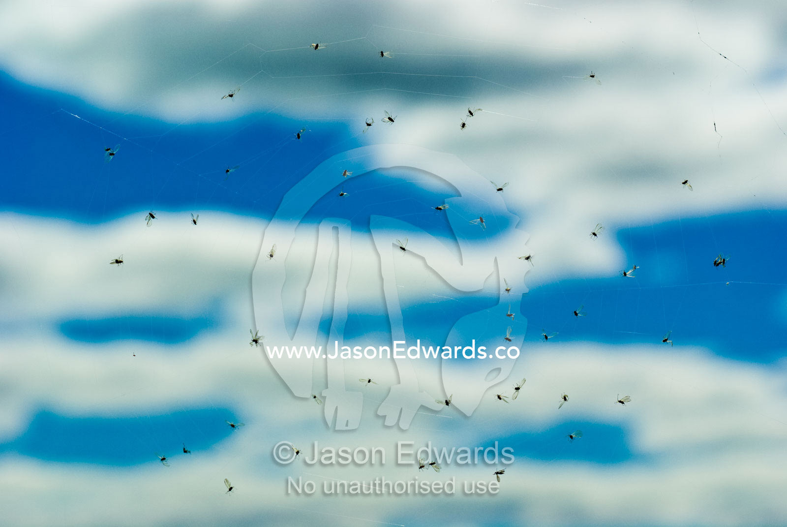 Small flying insects trapped in a spider's web against a sunny sky. Avalon, Victoria, Australia.