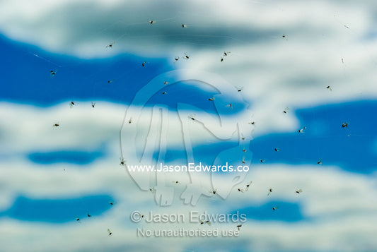Small flying insects trapped in a spider's web against a sunny sky. Avalon, Victoria, Australia.