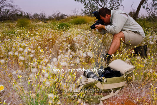 A natural history photographer captures wildflowers in the desert. Sturt National Park, New South Wales, Australia.