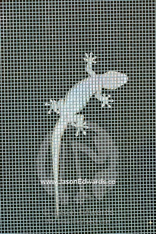 A Gecko clings to a fly wire screen door hunting insects at night. Mount Wood Station, New South Wales, Australia.