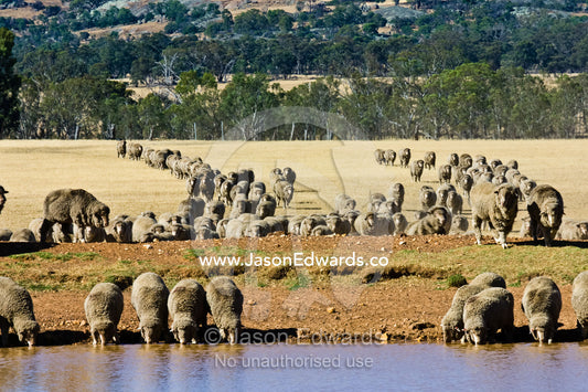A herd of sheep drink at a waterhole in drought-stricken farmland. near Bendigo, Victoria, Australia.