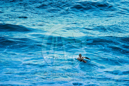 A lone surfer paddles out into a large swell in the pre-dawn light. Gunnamatta Beach, Point Nepean National Park, Victoria, Australia.
