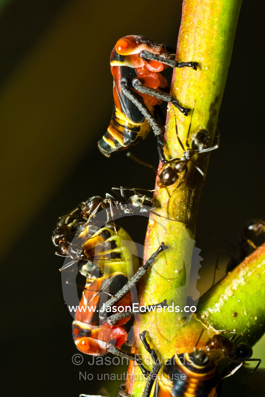 Ants feed on excretions of honey-dew from Two-lined Gum Treehoppers. Barmah State Forest, New South Wales, Australia.