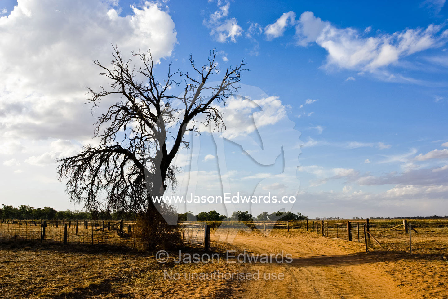 A Murray Darling Basin farm track rounds a drought-stricken tree. Mundiwa Station, Deniliquin, New South Wales, Australia.