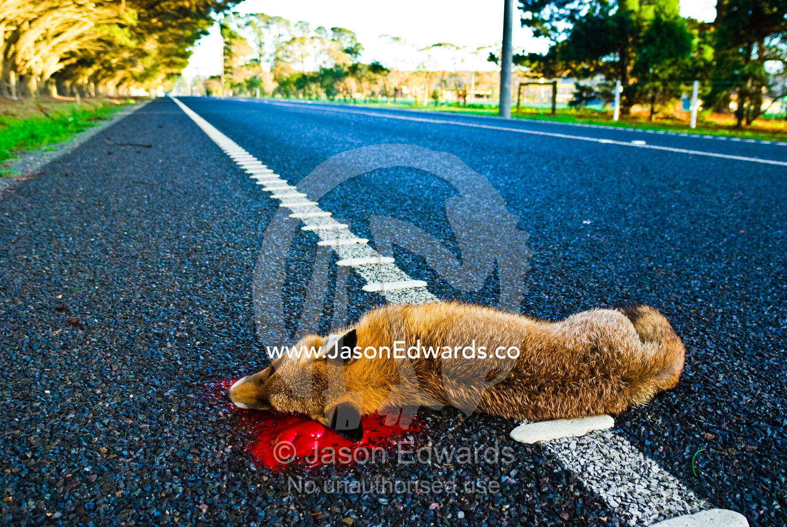 A dead European Red Fox lying by a roadside in a farming district. Sommerville, Victoria, Australia.