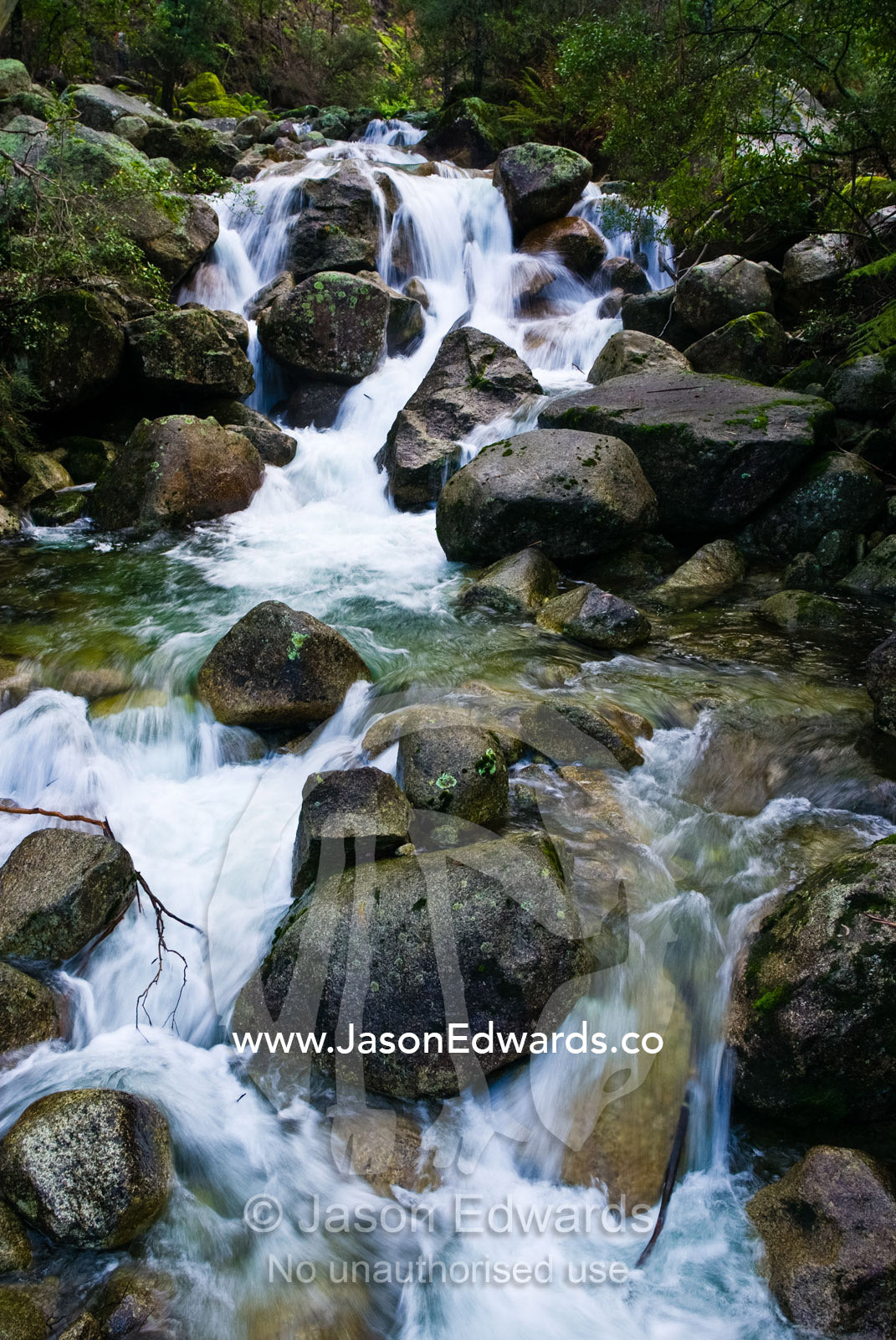 Snowmelt cascading over boulders in a sub-alpine forest of Alpine Ash. Mount Buffalo National Park, Victoria, Australia.