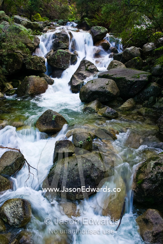 Snowmelt cascading over boulders in a sub-alpine forest of Alpine Ash. Mount Buffalo National Park, Victoria, Australia.