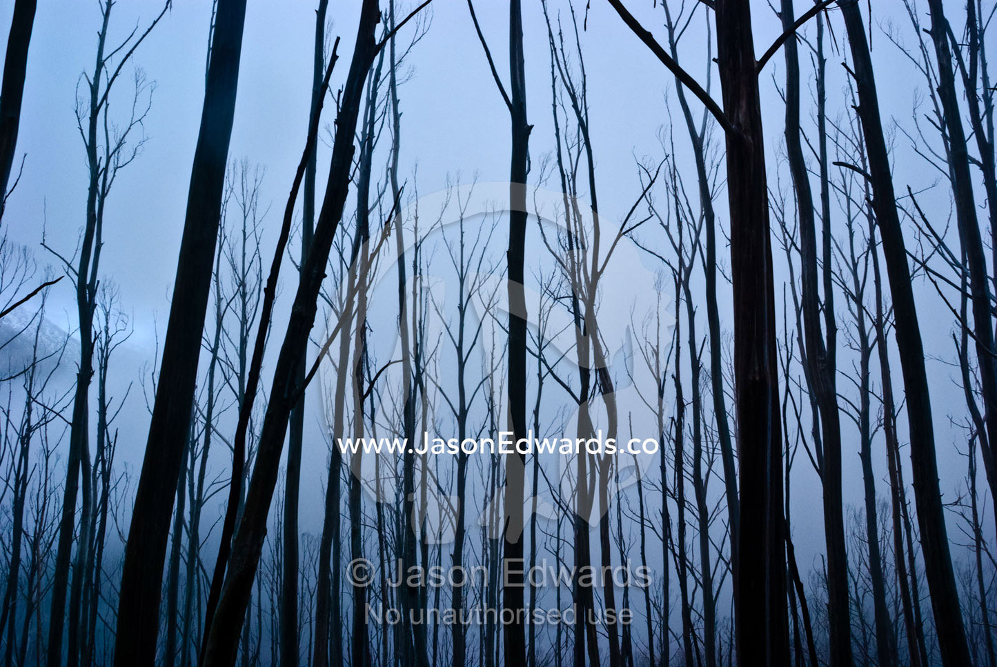 An eerie winter storm descends on a fire ravaged eucalyptus forest. Falls Creek, Alpine National Park, Victoria, Australia.