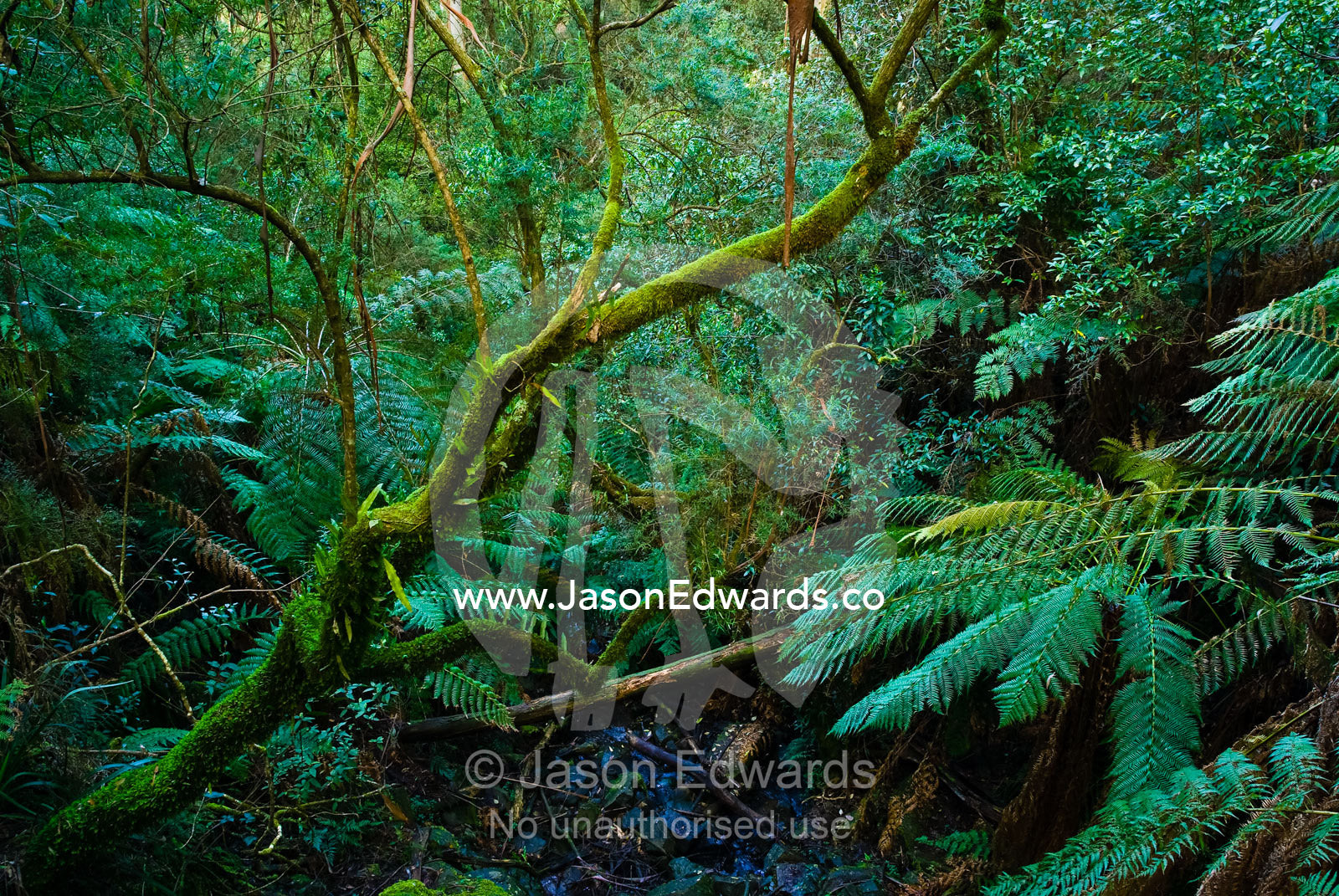 A creek in a moss and lichen filled gully in a cool temperate forest. Sherbrooke Forest, Dandenong Ranges National Park, Victoria, Australia.