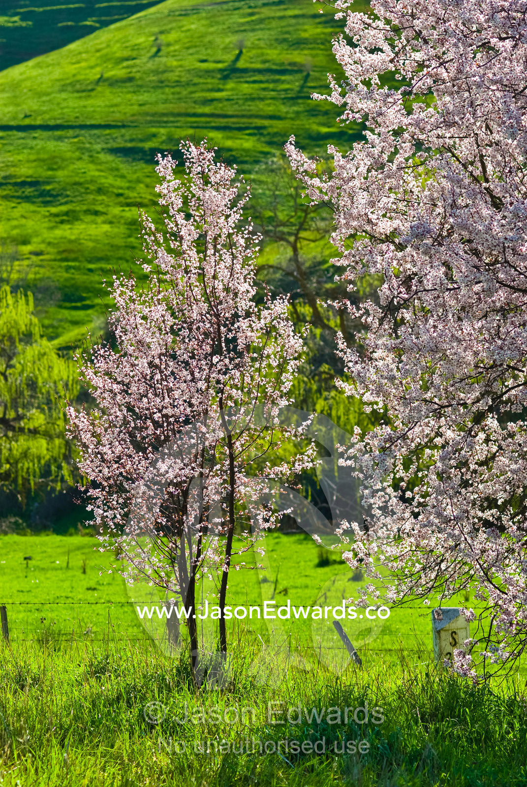 Cherry blossoms erupt in spring amongst lush, green rolling hills. Molesworth, Victoria, Australia.