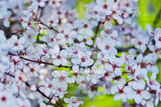 Cherry blossoms against bright green grass in spring. Molesworth, Victoria, Australia.