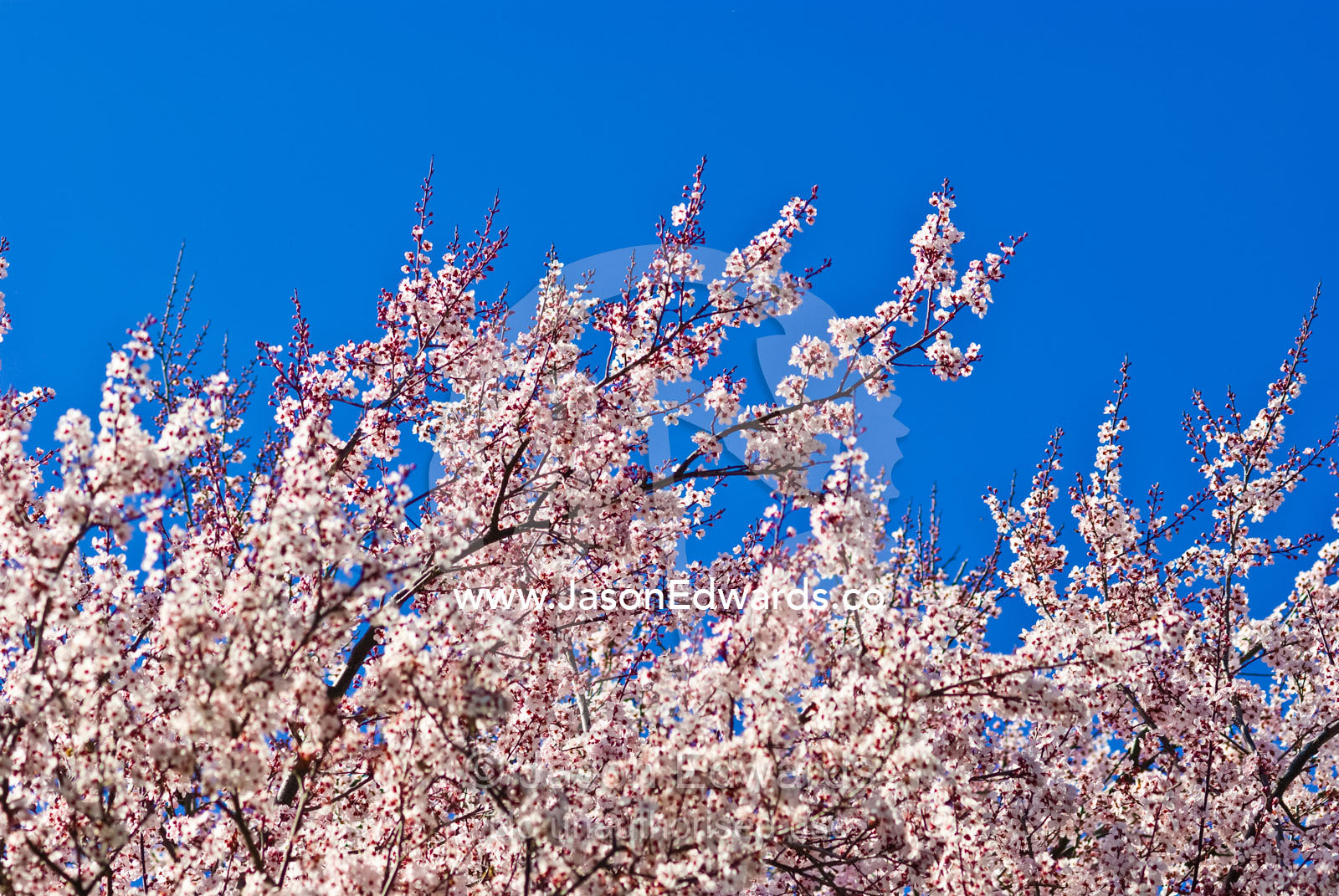 A cherry tree erupts in blossoms in spring. Molesworth, Victoria, Australia.