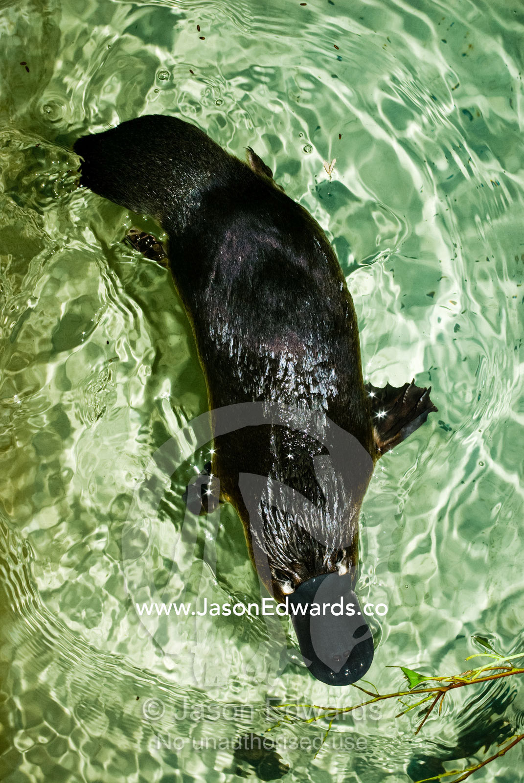 A platypus, part of a captive breeding program, swims in its pool. Healesville Sanctuary, Victoria, Australia.