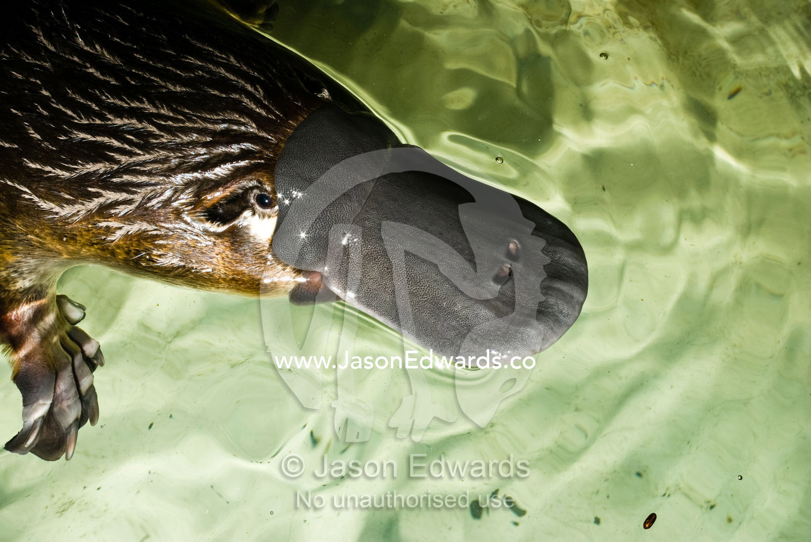 A platypus, part of a captive breeding program, swims in its pool. Healesville Sanctuary, Victoria, Australia.