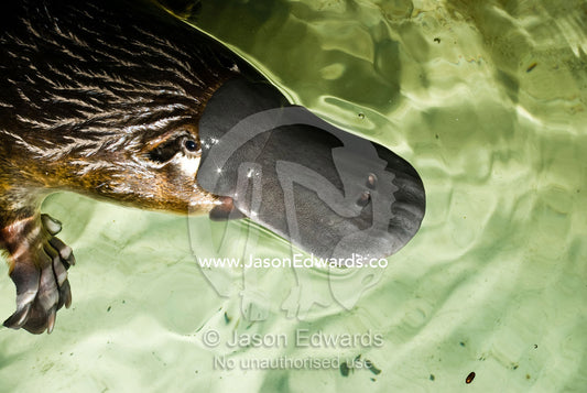A platypus, part of a captive breeding program, swims in its pool. Healesville Sanctuary, Victoria, Australia.