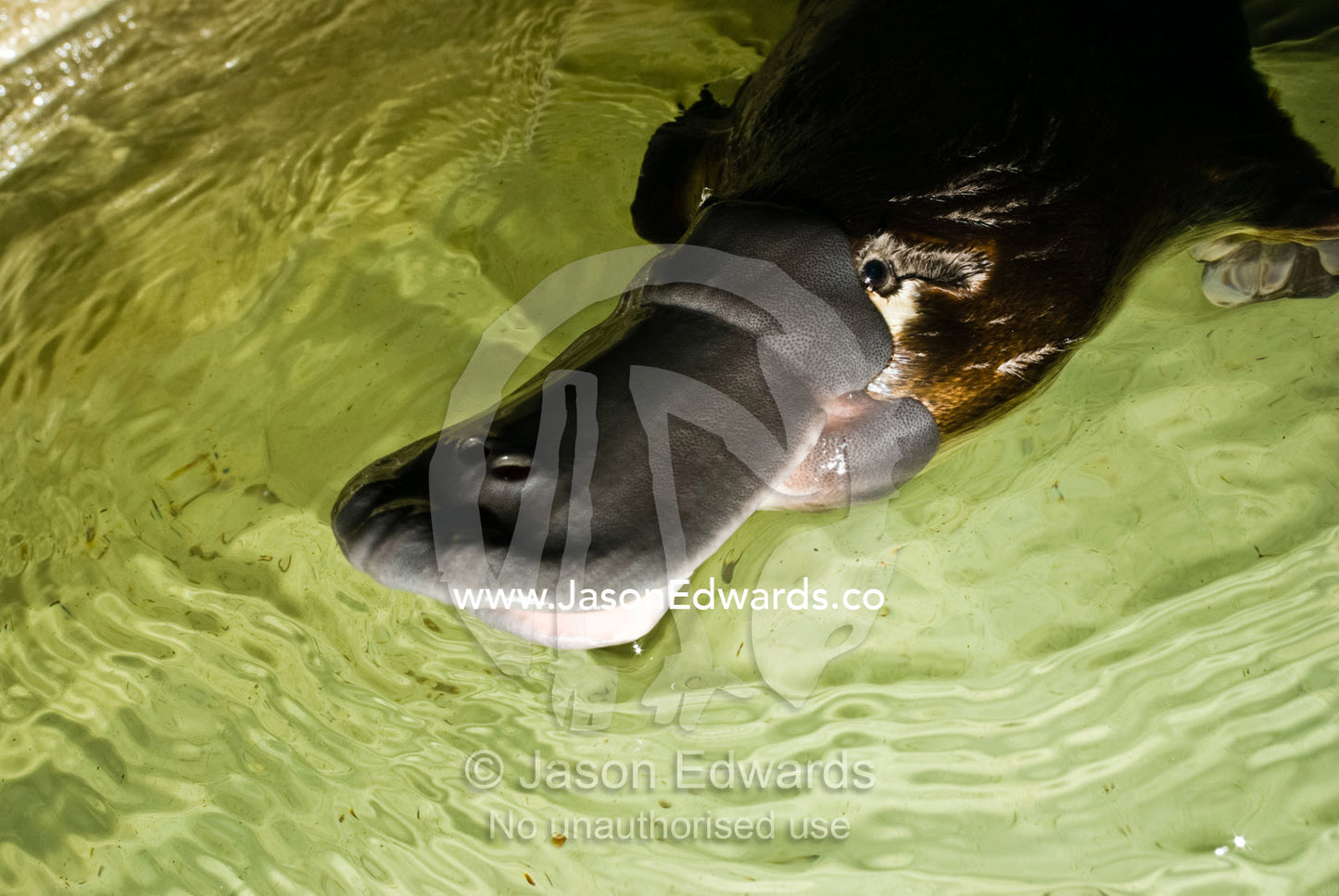 A platypus, part of a captive breeding program, swims in its pool. Healesville Sanctuary, Victoria, Australia.