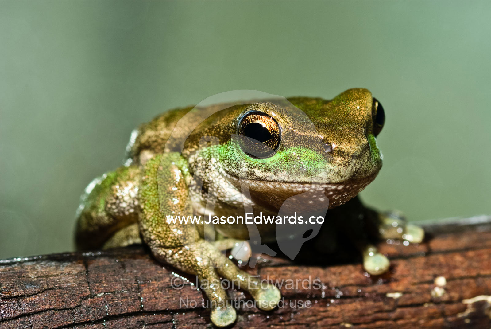 The endangered spotted tree frog is vanishing from mountain habitats. Healesville Sanctuary, Victoria, Australia.