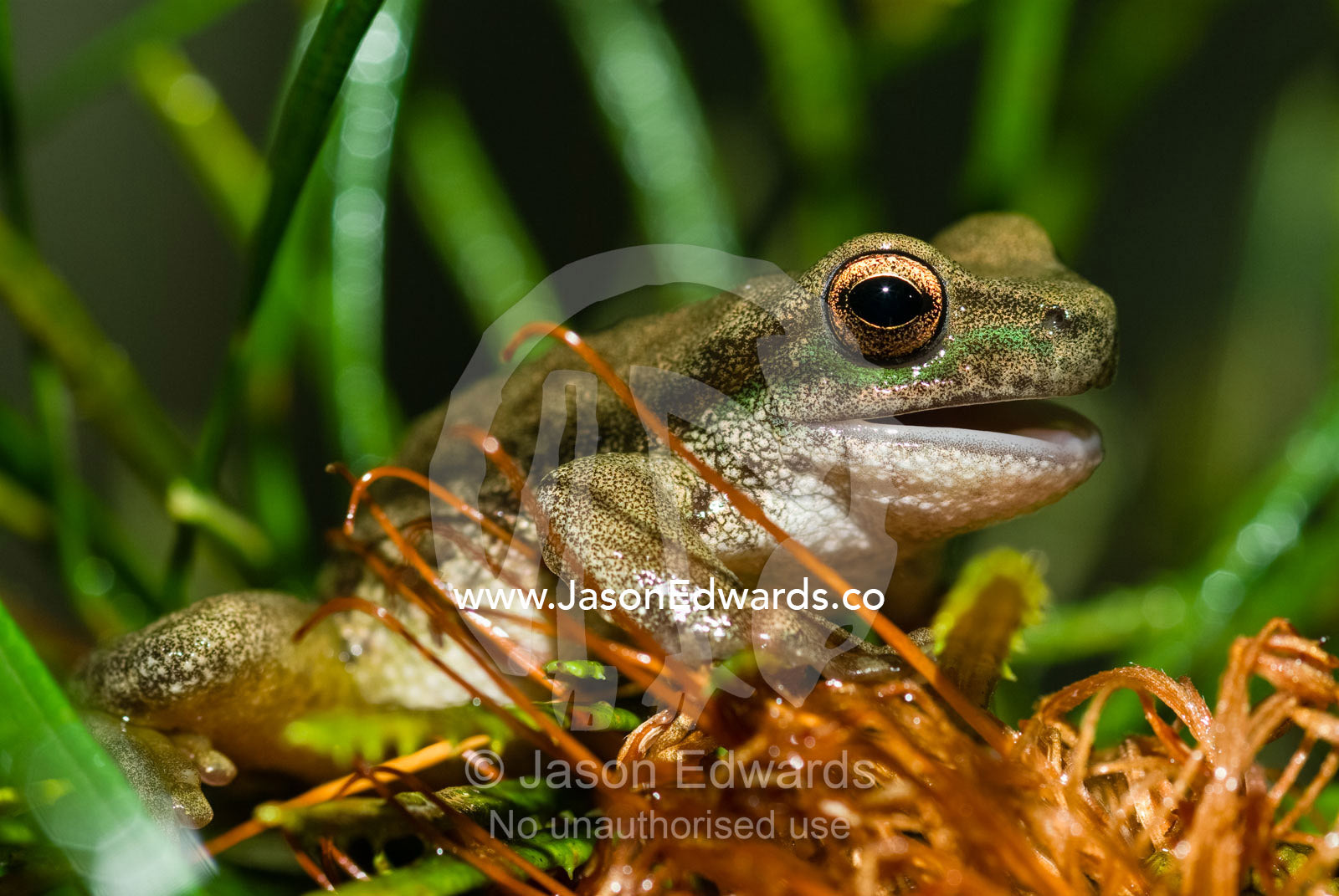 The endangered spotted tree frog is vanishing from mountain habitats. Healesville Sanctuary, Victoria, Australia.