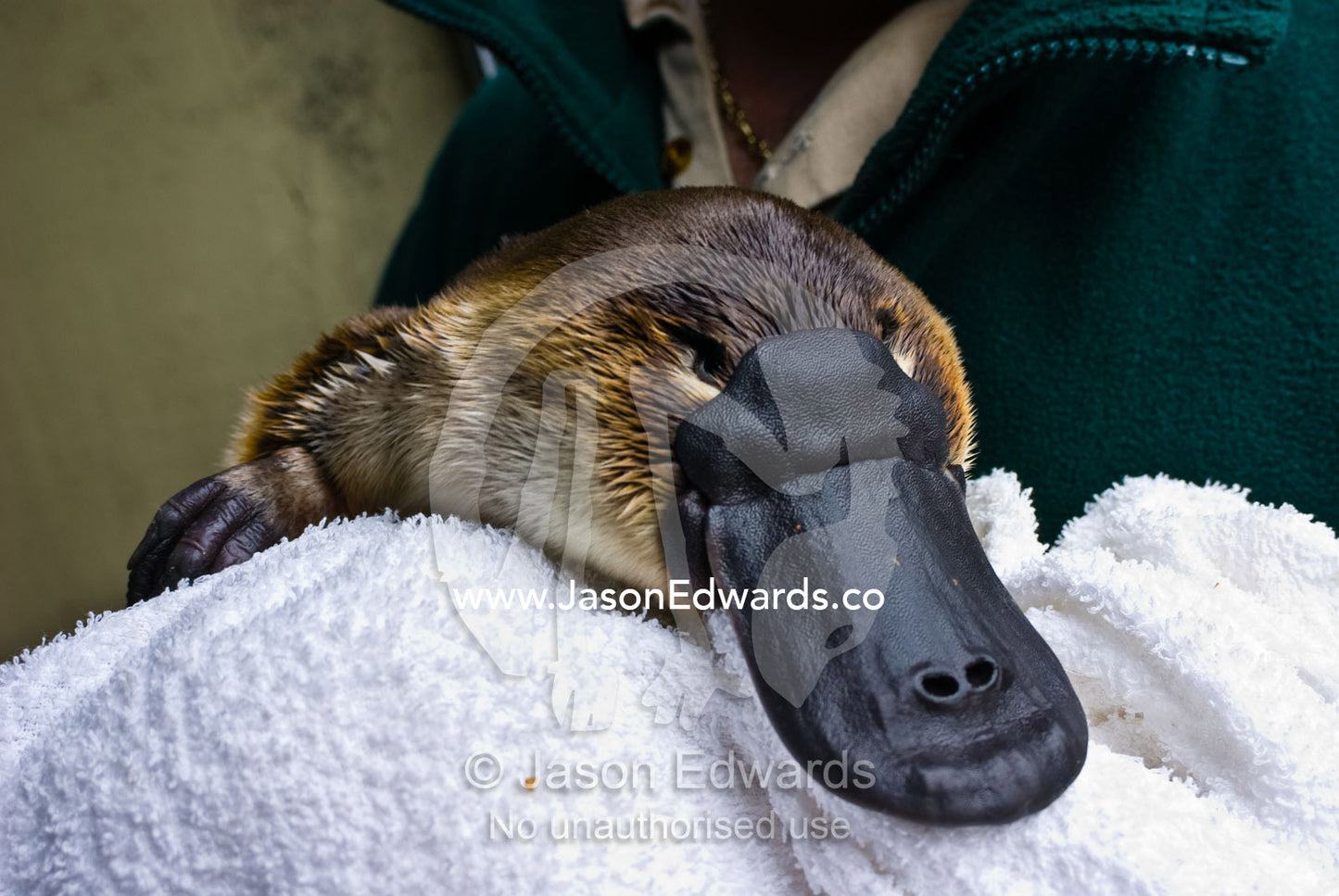 A zookeeper cradles a Platypus as part of a captive breeding program. Healesville Sanctuary, Victoria, Australia.