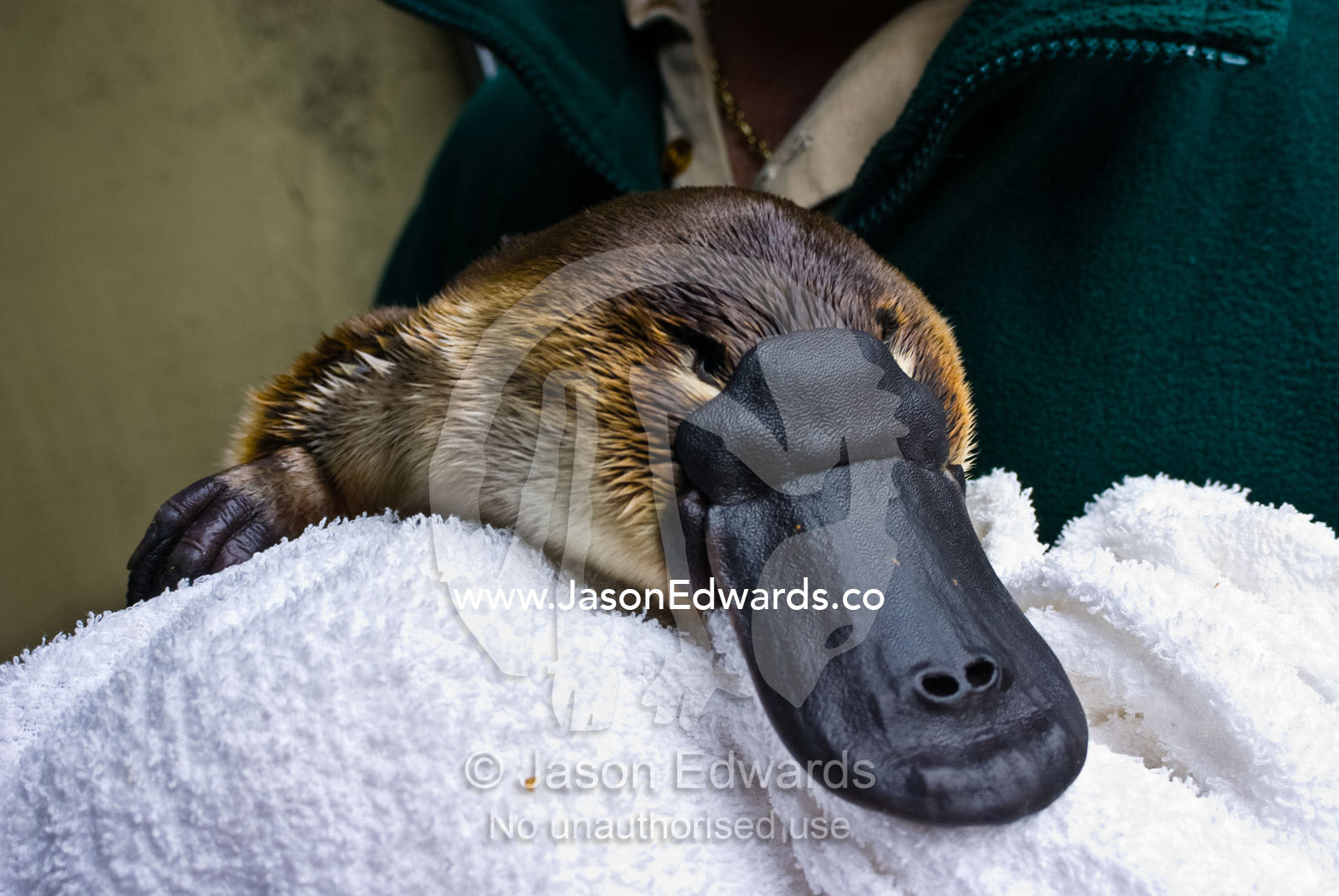 A zookeeper cradles a Platypus as part of a captive breeding program. Healesville Sanctuary, Victoria, Australia.
