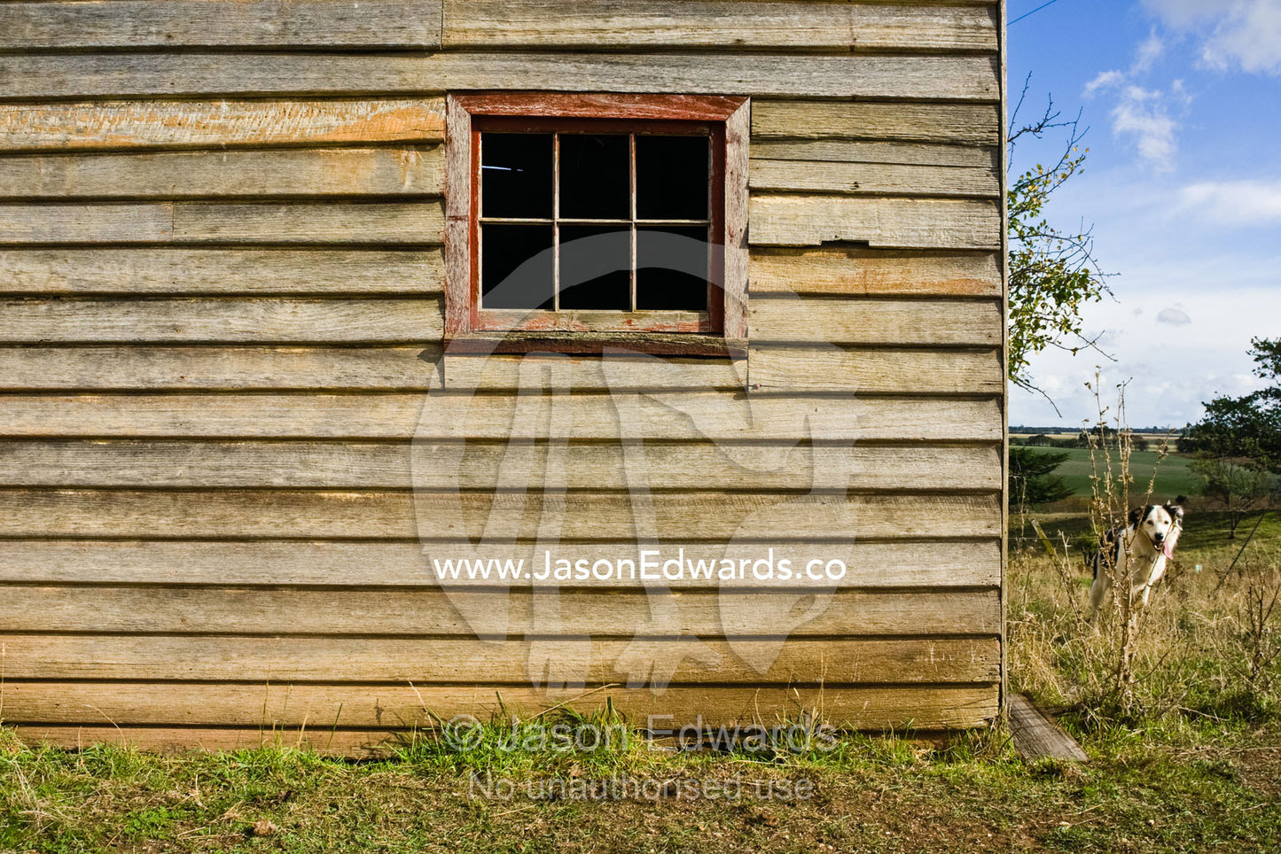 A sheep dog peers around the corner of an antique timber farm shed. Woodhall, Perth, Tasmania, Australia.
