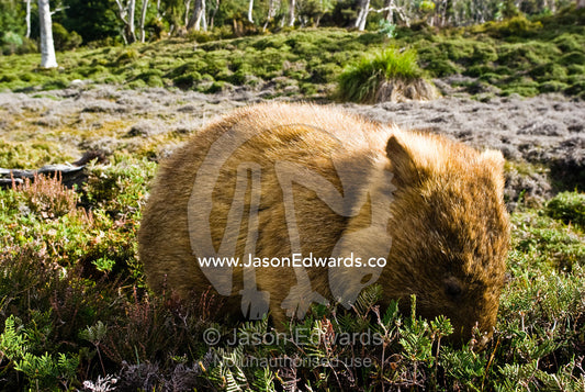 A common wombat voraciously feeds on alpine shrubs ahead of winter. Cradle Mountain Lake St Clair National Park, Tasmania, Australia.