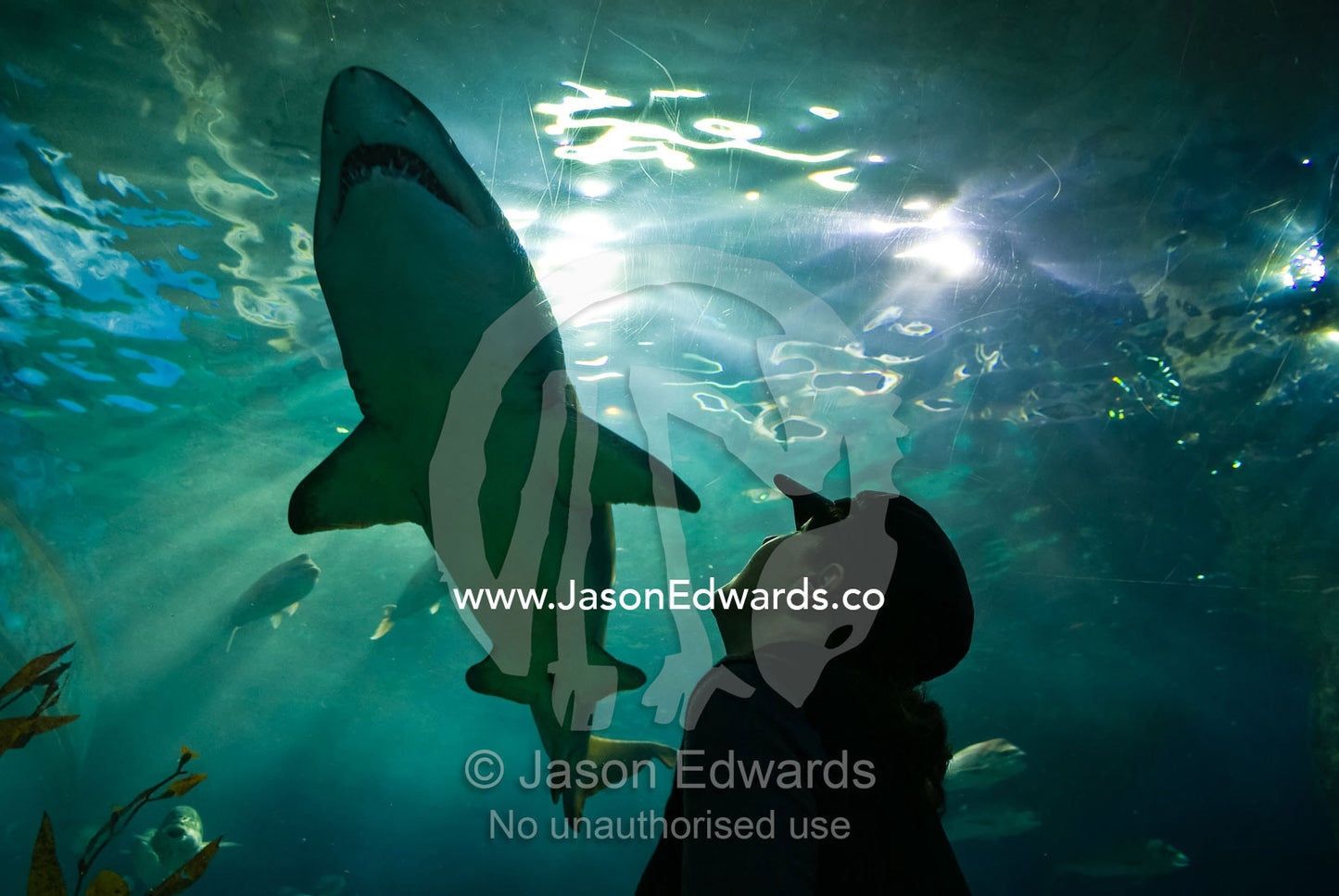 A tourist marvels at an endangered Grey Nurse Shark in an aquarium. Melbourne Aquarium, Melbourne, Victoria, Australia.