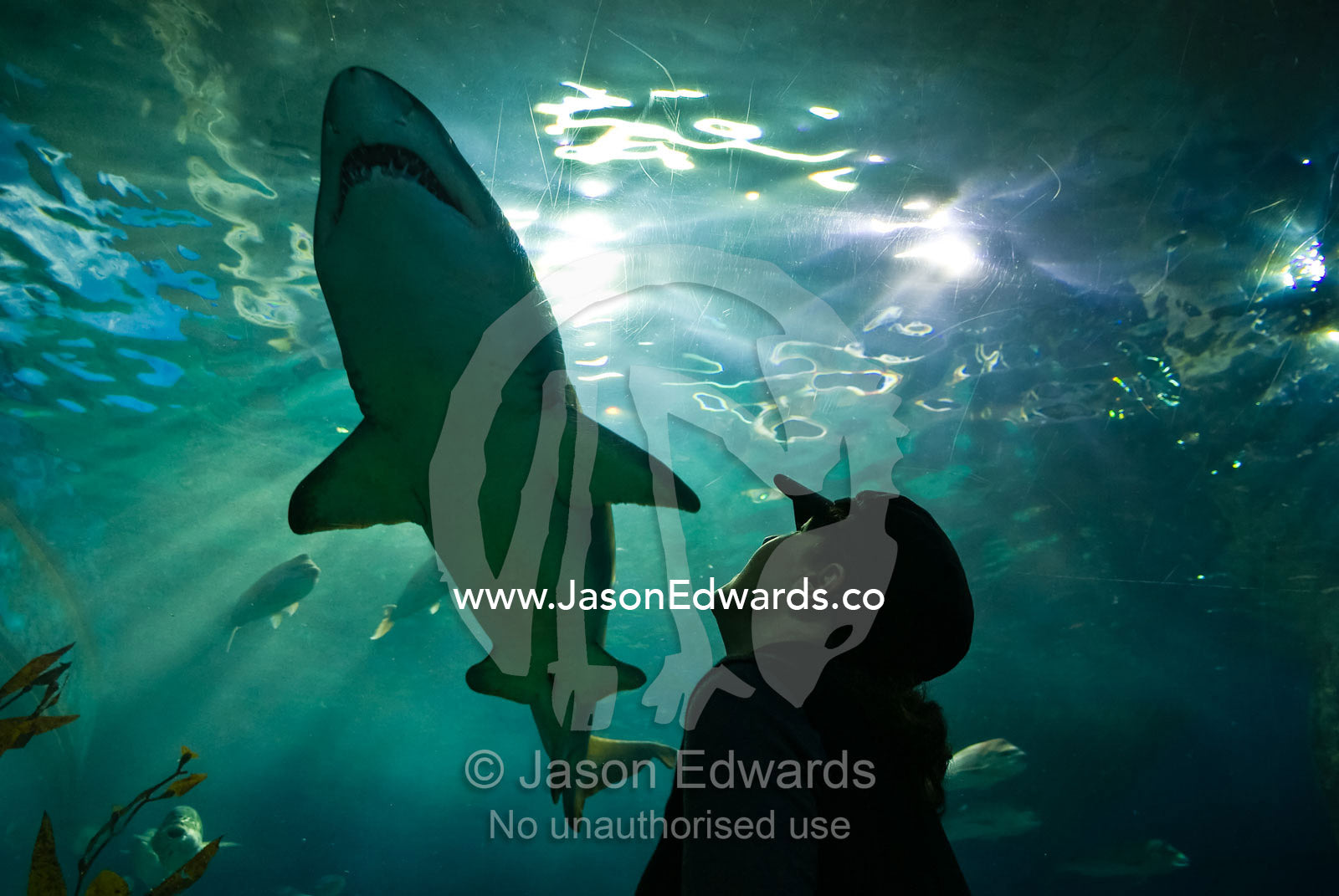 A tourist marvels at an endangered Grey Nurse Shark in an aquarium. Melbourne Aquarium, Melbourne, Victoria, Australia.
