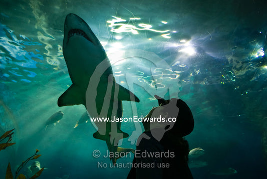 A tourist marvels at an endangered Grey Nurse Shark in an aquarium. Melbourne Aquarium, Melbourne, Victoria, Australia.