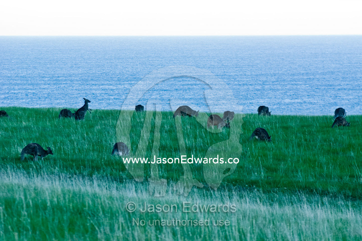 A mob of Eastern Grey Kangaroos graze in a field above Bass Strait. Bells Beach Surfing Recreation Reserve, Surf Coast, Victoria, Australia.