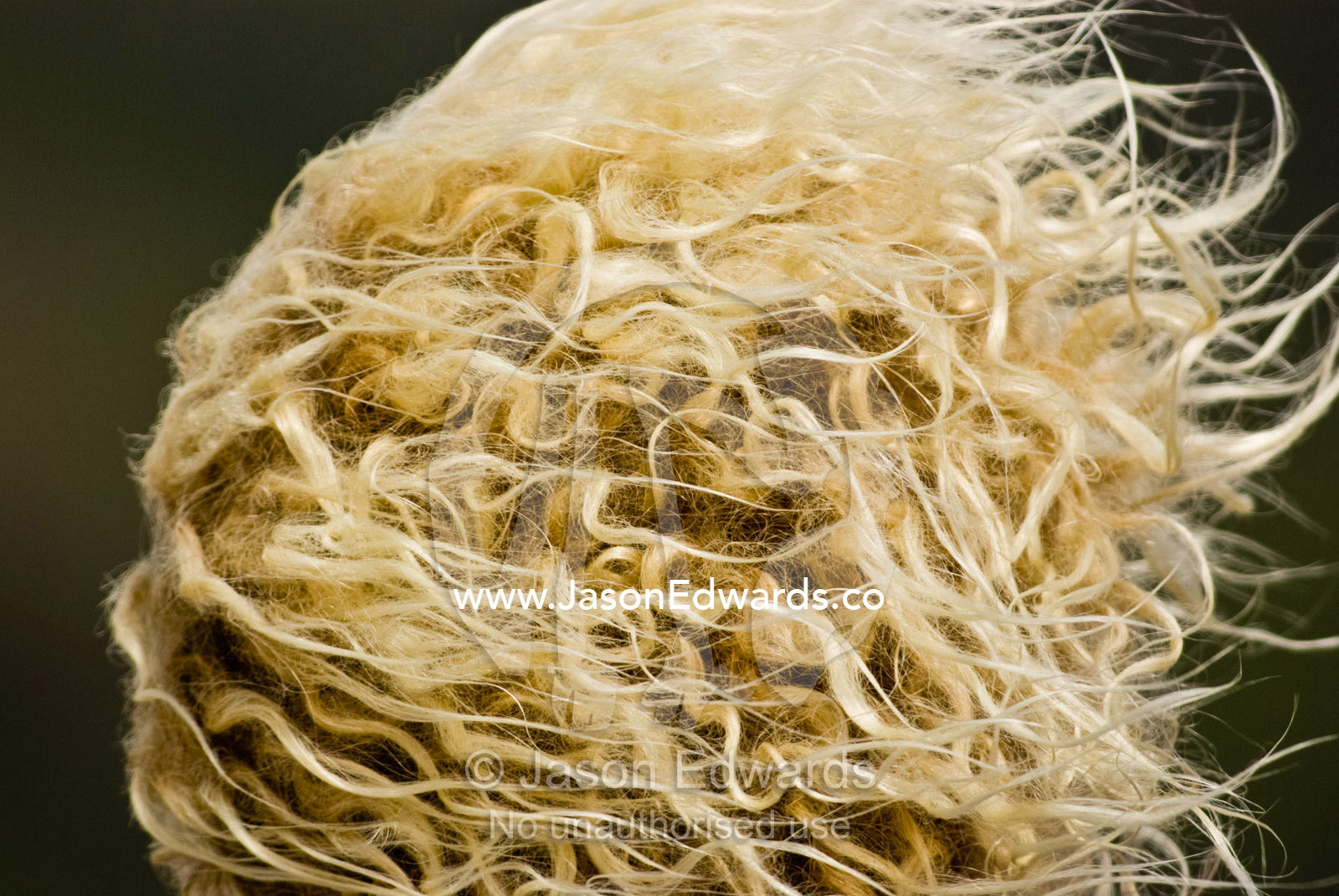 The insane curly blonde mop of hair of a teenage surfer in the wind. Fisherman's Beach, Torquay, Victoria, Australia.