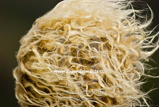 The insane curly blonde mop of hair of a teenage surfer in the wind. Fisherman's Beach, Torquay, Victoria, Australia.