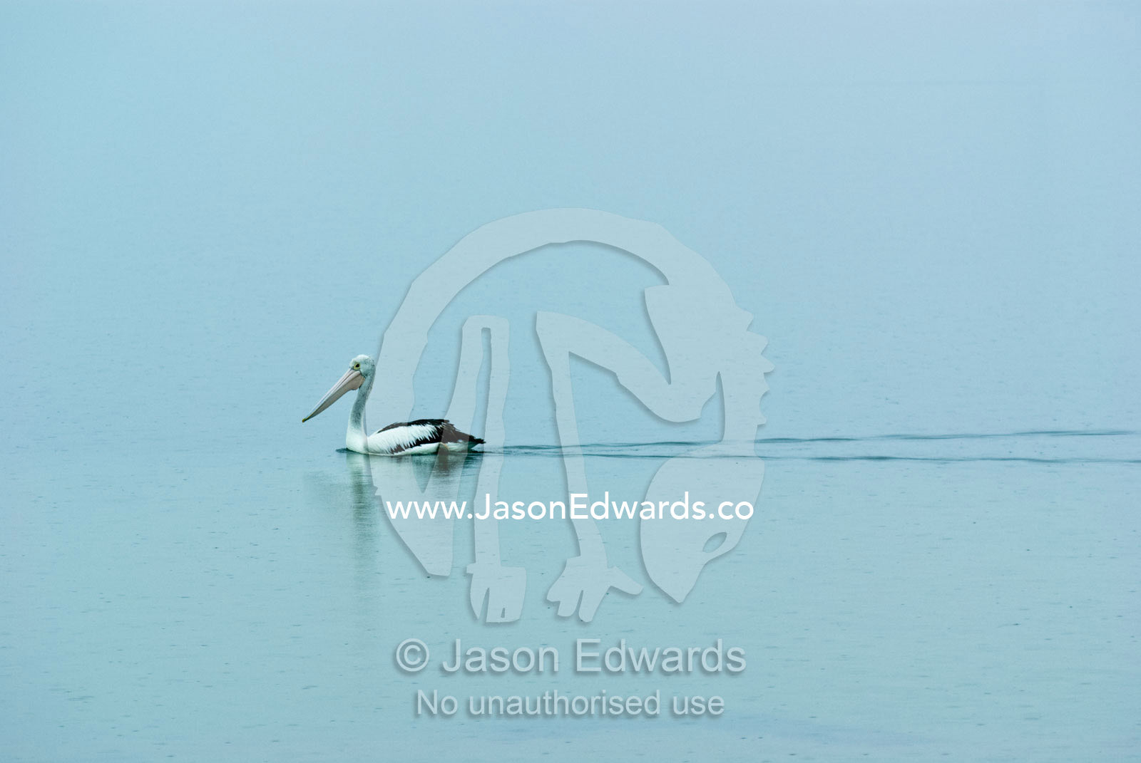 A lone pelican glides across a misty grey and featureless lake. Lake King, Gippsland, Victoria, Australia.