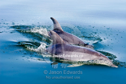 A pair of Bottlenose Dolphins surface to breathe on a calm summer day. Lake King, Gippsland, Victoria, Australia.