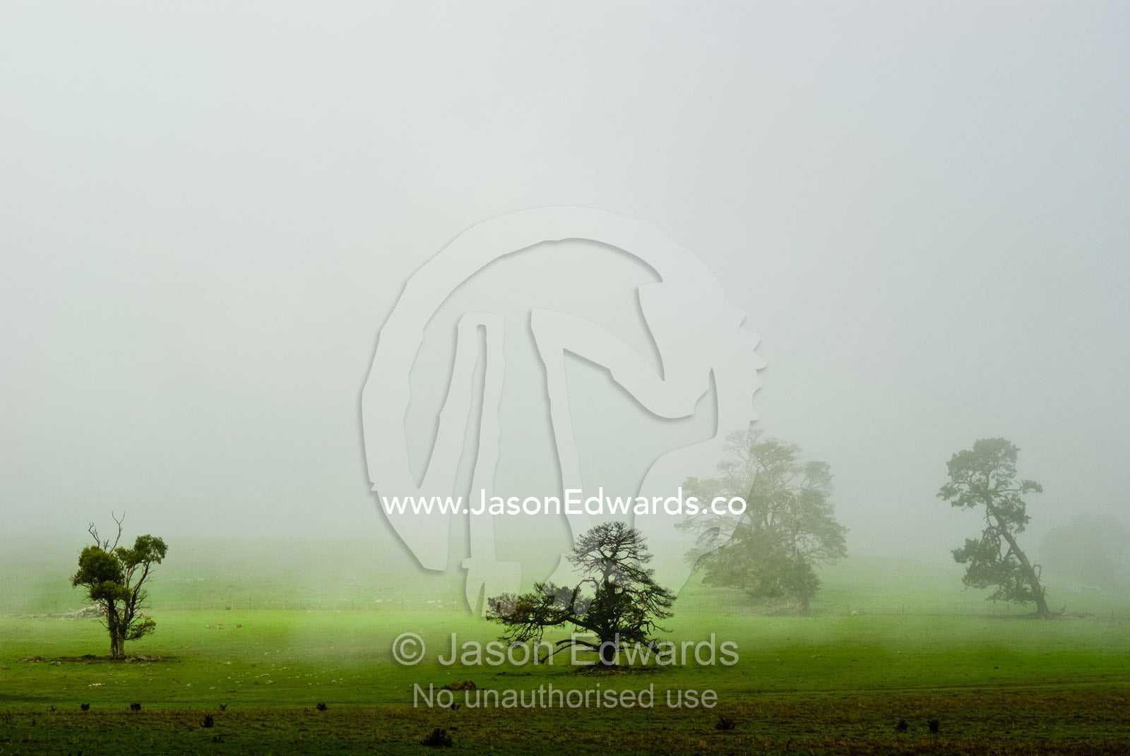 Mist and fog engulf a lime green field and scattered trees in winter. Basalt, Daylesford District, Victoria, Australia.