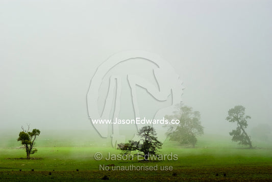 Mist and fog engulf a lime green field and scattered trees in winter. Basalt, Daylesford District, Victoria, Australia.