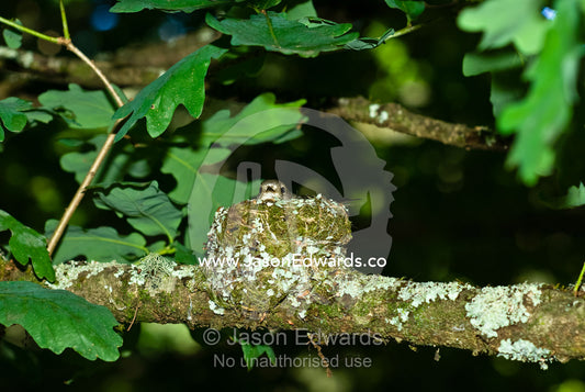 A female flame robin nestled tightly in her woven nest in an oak tree. Upper Gouldurn River, Jamieson, Victoria, Australia.