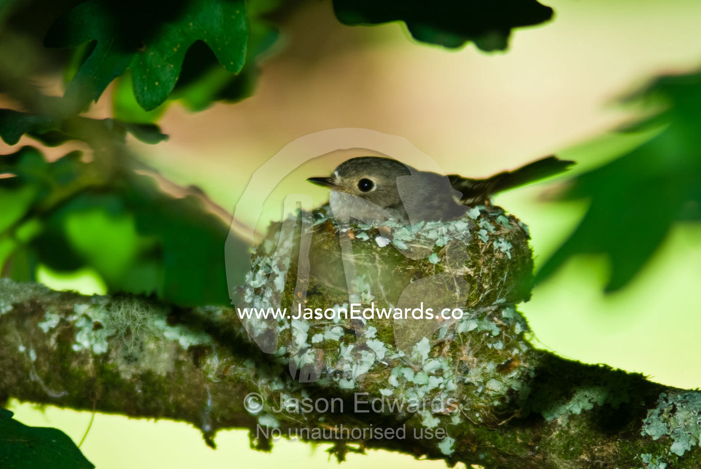 A female flame robin nestled tightly in her woven nest in an oak tree. Upper Gouldurn River, Jamieson, Victoria, Australia.
