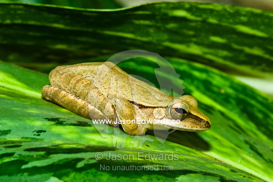 A diminutive golden tree frog perched on a bright green tropical leaf. Bukit Peninsula, Bali, Indonesia.