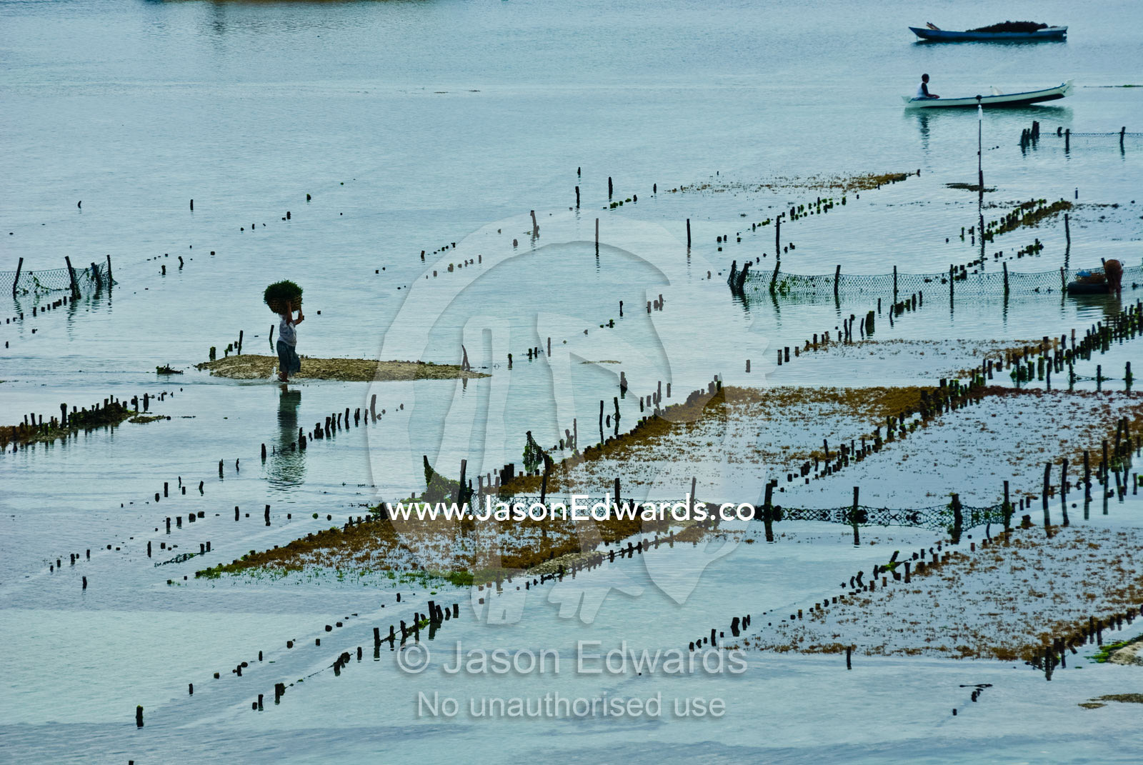 A woman from a seaside village harvests seaweed at low tide. Nusa Lembongan Island, Bali, Indonesia.
