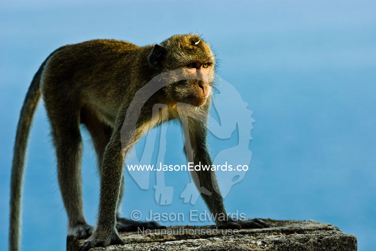 A Balinese long-tailed macaque greets the dawn on an old stone wall. Bingin, Bali, Indonesia.