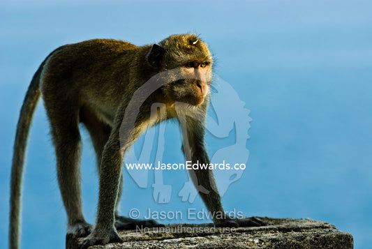 A Balinese long-tailed macaque greets the dawn on an old stone wall. Bingin, Bali, Indonesia.