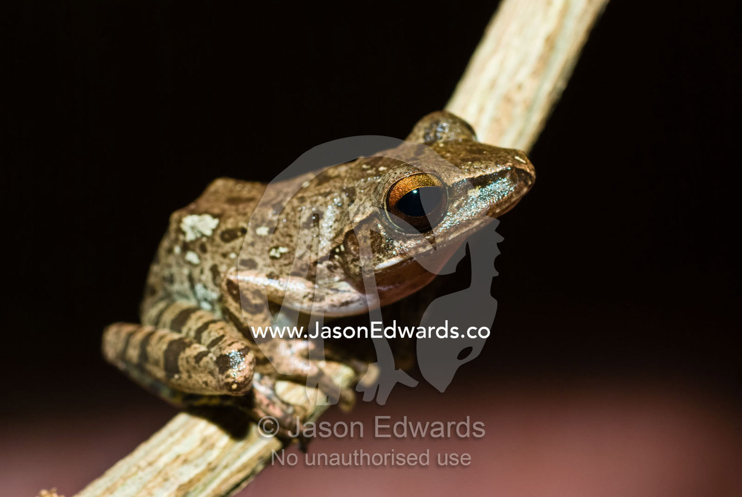A mottled Striped Tree Frog balances on a slender tropical vine. Bukit Peninsula, Bali, Indonesia.