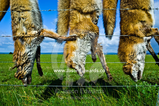 A farmer shows his hatred for European Red Foxes by hunting them. near Sale, East Gippsland, Victoria, Australia