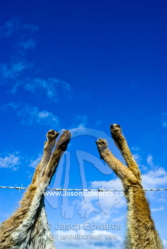 A farmer shows his hatred for European Red Foxes by hunting them. near Sale, East Gippsland, Victoria, Australia