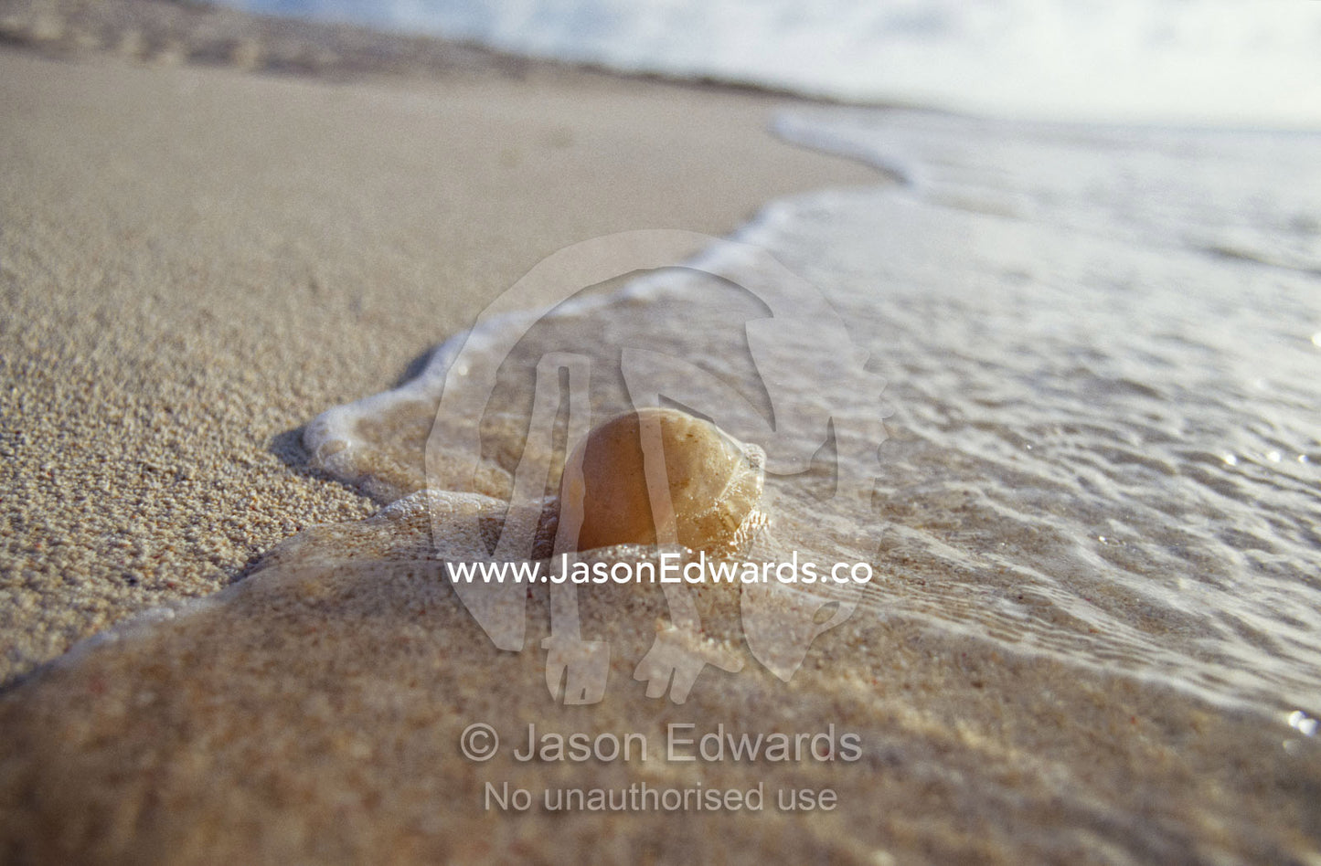 Waves approach an endangered green sea turtle egg exposed on a beach. East Diamond Island, Coral Sea Islands Territory, Australia.